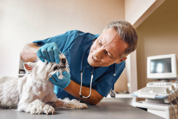Best Pediatric Emergency Dentist in Brookhaven, MS